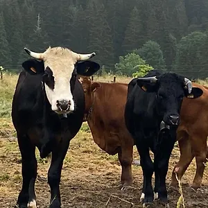 De Montagne Mijoux